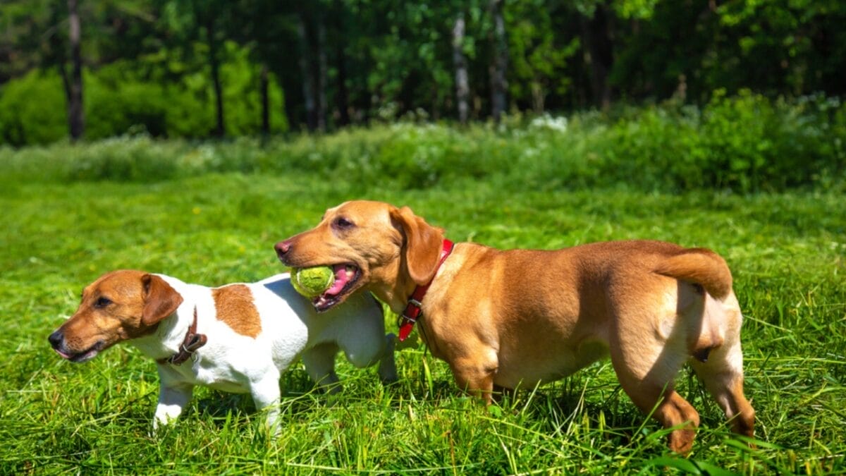 10 Reasons to Think Twice Before Getting a Miniature Dachshund 4 10 Reasons to Think Twice Before Getting a Miniature Dachshund - high prey ss1786044815