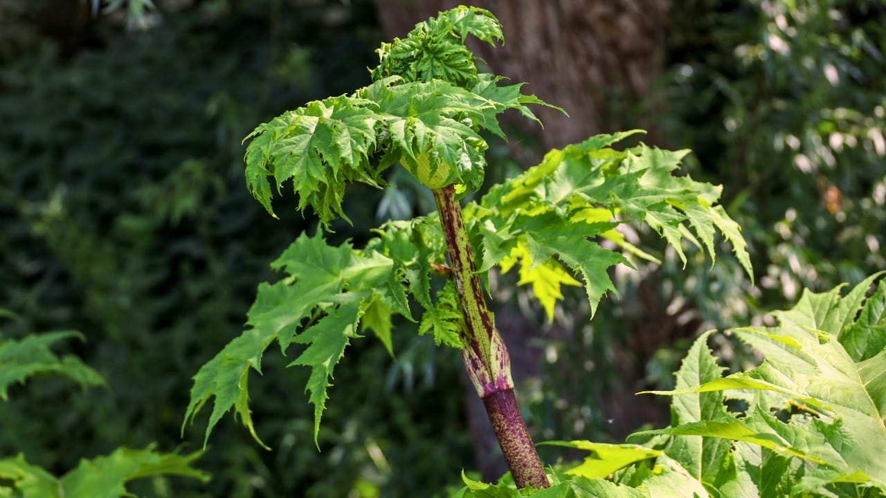 23 Deadly Plants to NEVER Touch: Linked to Over 21,400 Poisoning Cases 11 23 Deadly Plants to NEVER Touch: Linked to Over 21,400 Poisoning Cases - hogweed ss2322677031