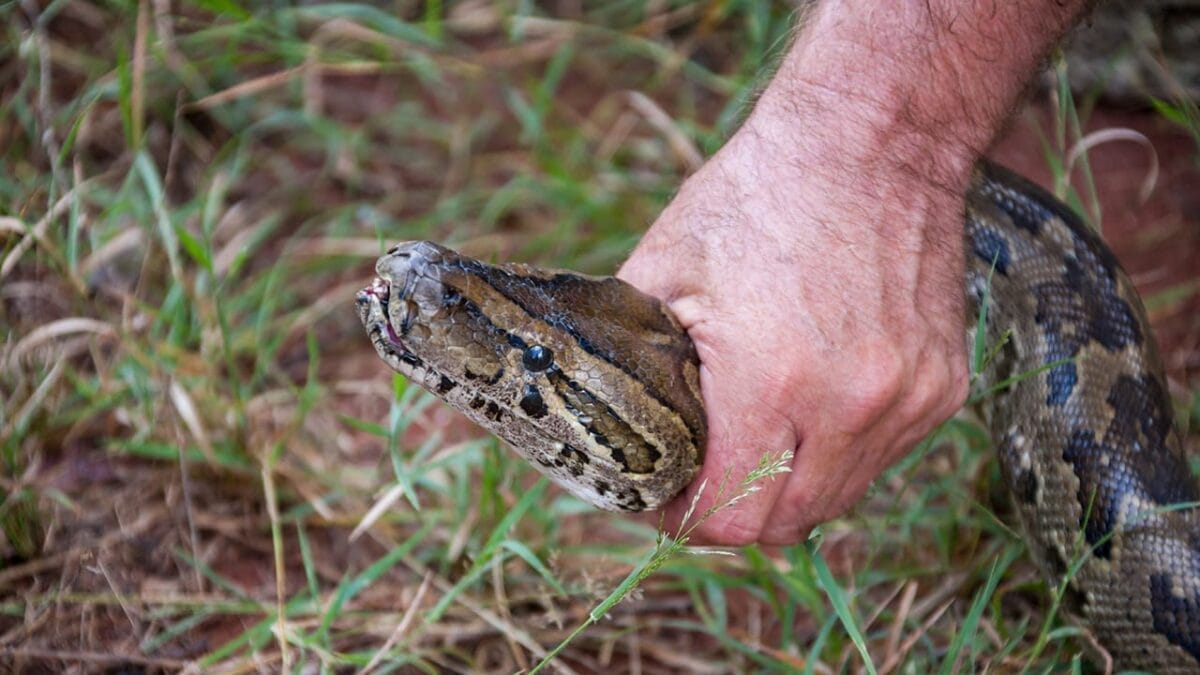 7 Scents That Could Be Luring Snakes Into Your Yard 11 7 Scents That Could Be Luring Snakes Into Your Yard - holding a snake ss1536031658