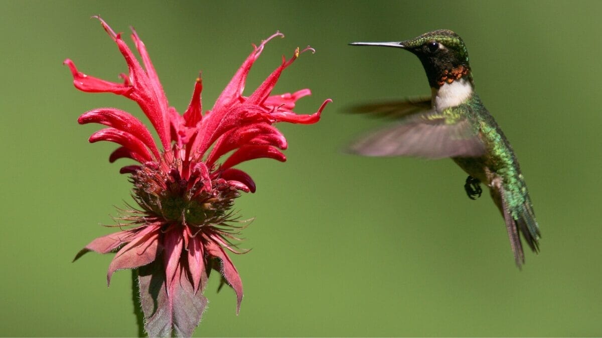 3 Types of Perennial Plants That Are Hummingbird Magnets - hummingbird bee balm 3331977