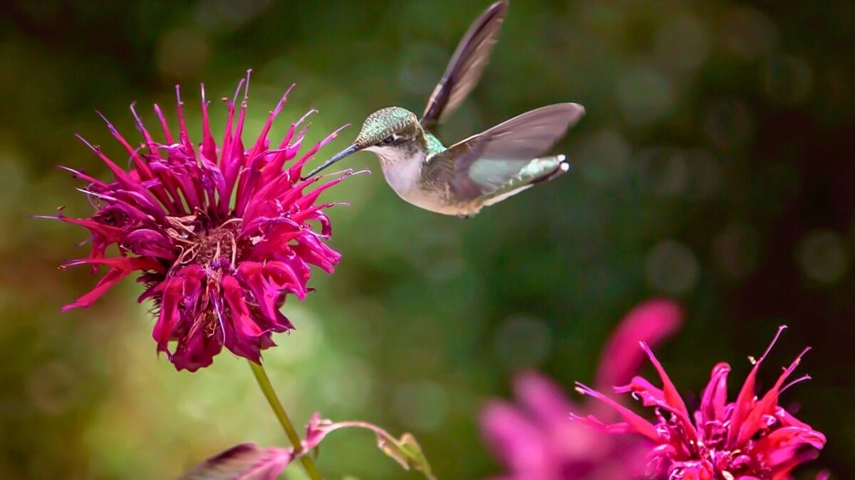 10 Reasons Why Every Garden Needs Bee Balm 3 10 Reasons Why Every Garden Needs Bee Balm - hummingbird bee balm ss1936389652