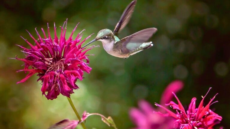3 Types of Perennial Plants That Are Hummingbird Magnets 5 3 Types of Perennial Plants That Are Hummingbird Magnets - hummingbird bee balm ss1936389652