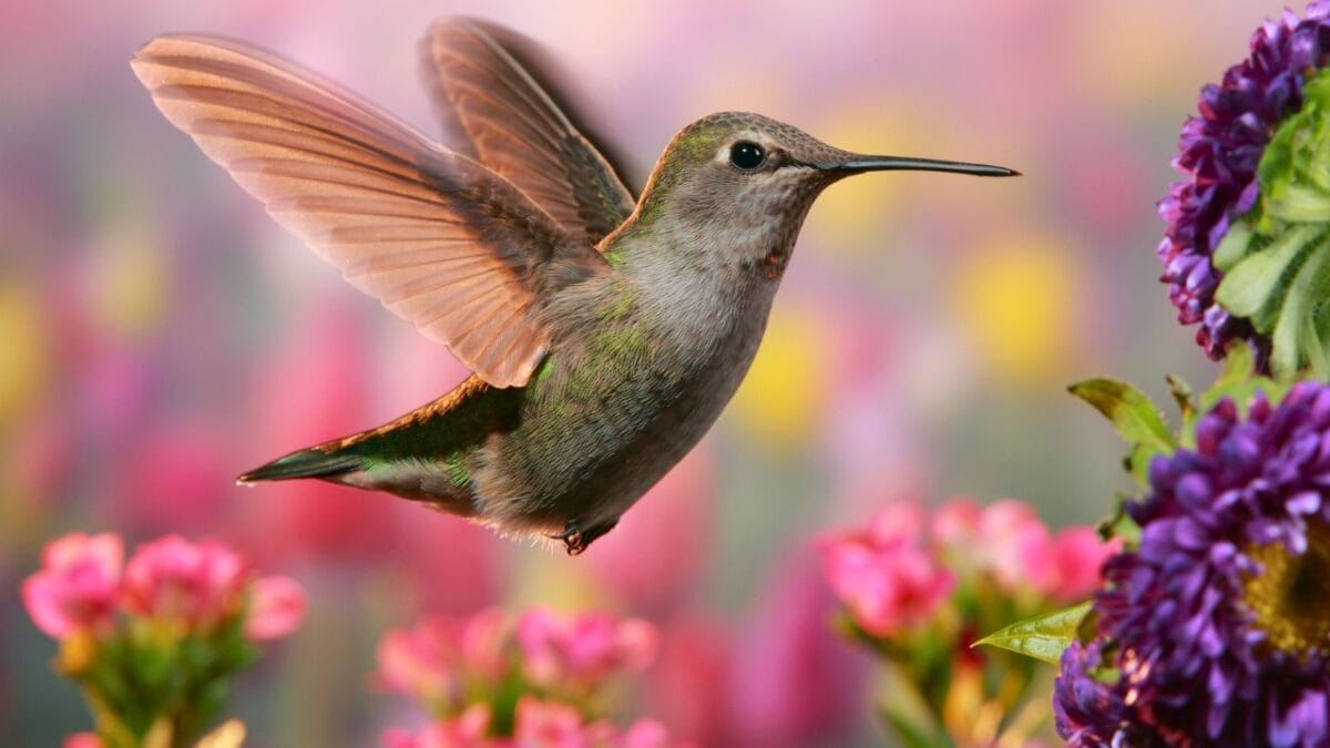 Hummingbird Trees Made Easy: Grow Unique Beauties with These Expert Tips 5 Hummingbird Trees Made Easy: Grow Unique Beauties with These Expert Tips - hummingbird ss133765787