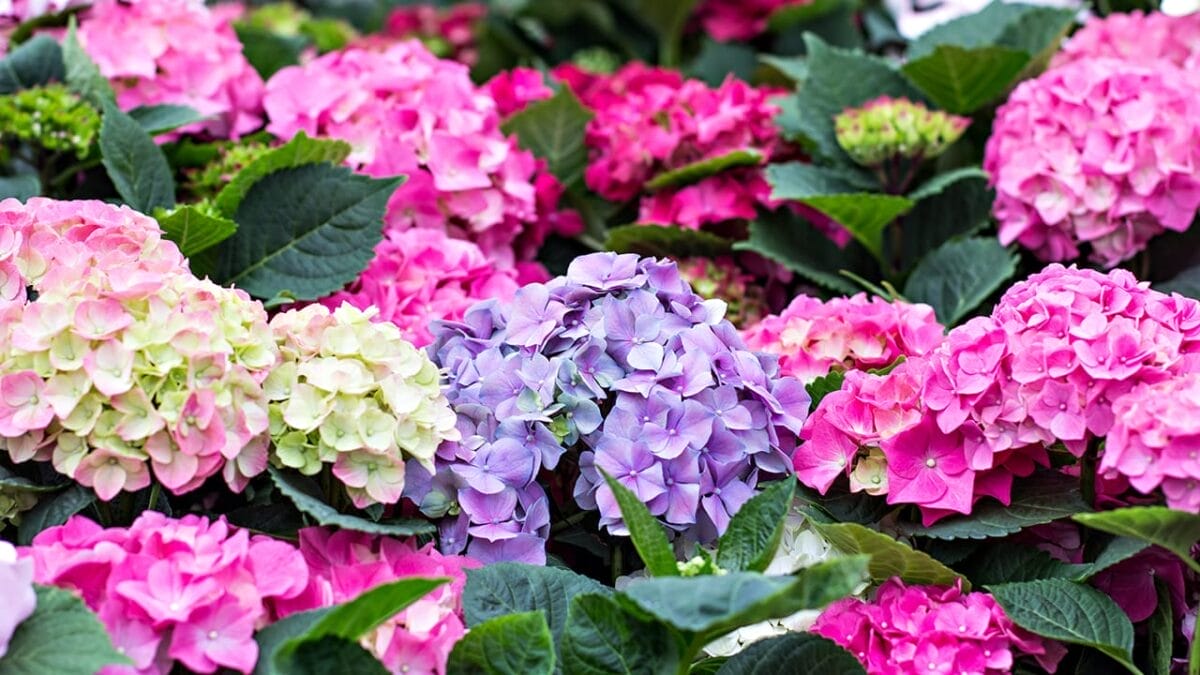 Bring Your Hydrangeas Back to Life with These Easy, Simple Tips - hydrangea ss1025155222