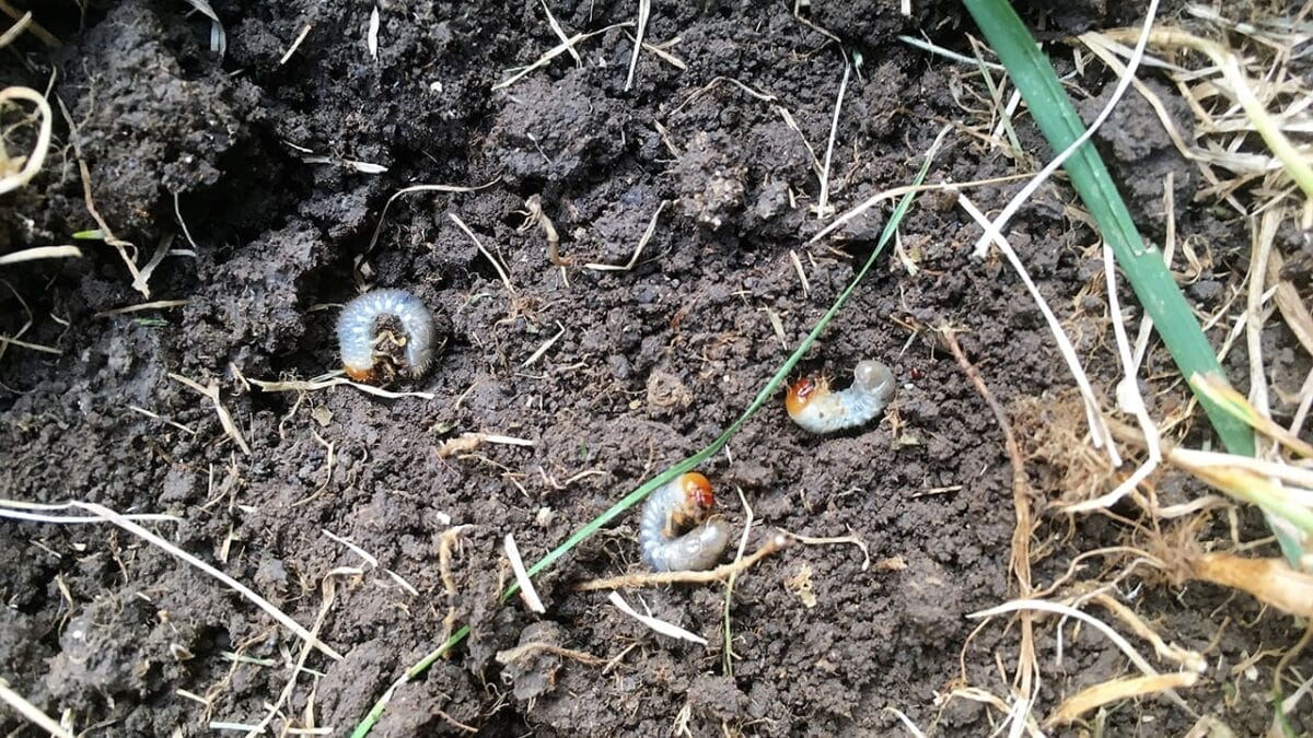 7 Scents That Could Be Luring Snakes Into Your Yard 3 7 Scents That Could Be Luring Snakes Into Your Yard - japanese beetle grub ss706127437