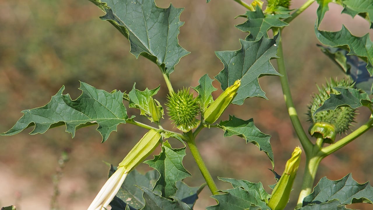 23 Poisonous Plants to Avoid & Their Health Impacts 12 23 Poisonous Plants to Avoid & Their Health Impacts - jimson weed ss721929955