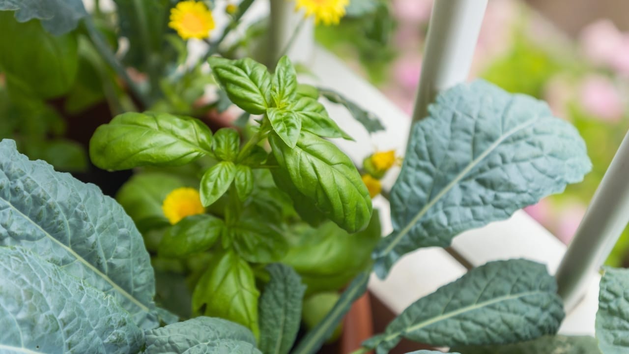 The Secrets of Kale Companion Planting: Boost Your Garden's Health & Harvest 2 The Secrets of Kale Companion Planting: Boost Your Garden's Health & Harvest - kale plants ss1131061217