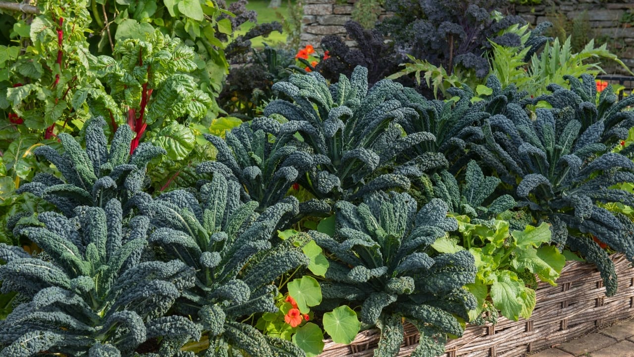 The Secrets of Kale Companion Planting: Boost Your Garden's Health & Harvest 3 The Secrets of Kale Companion Planting: Boost Your Garden's Health & Harvest - kale plants ss1541336099