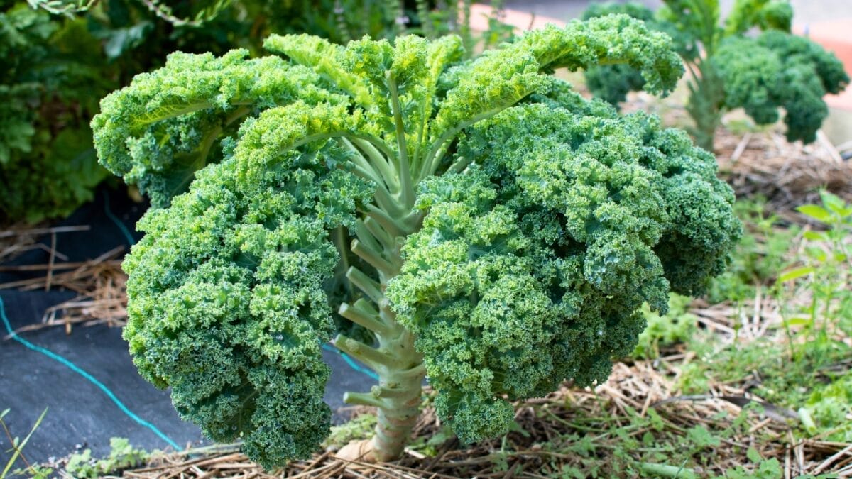 EWG’s 2024 Fruit & Veggie Dirty Dozen (Highest in Pesticides) & Clean 15 Lists - kale plants ss2284824311