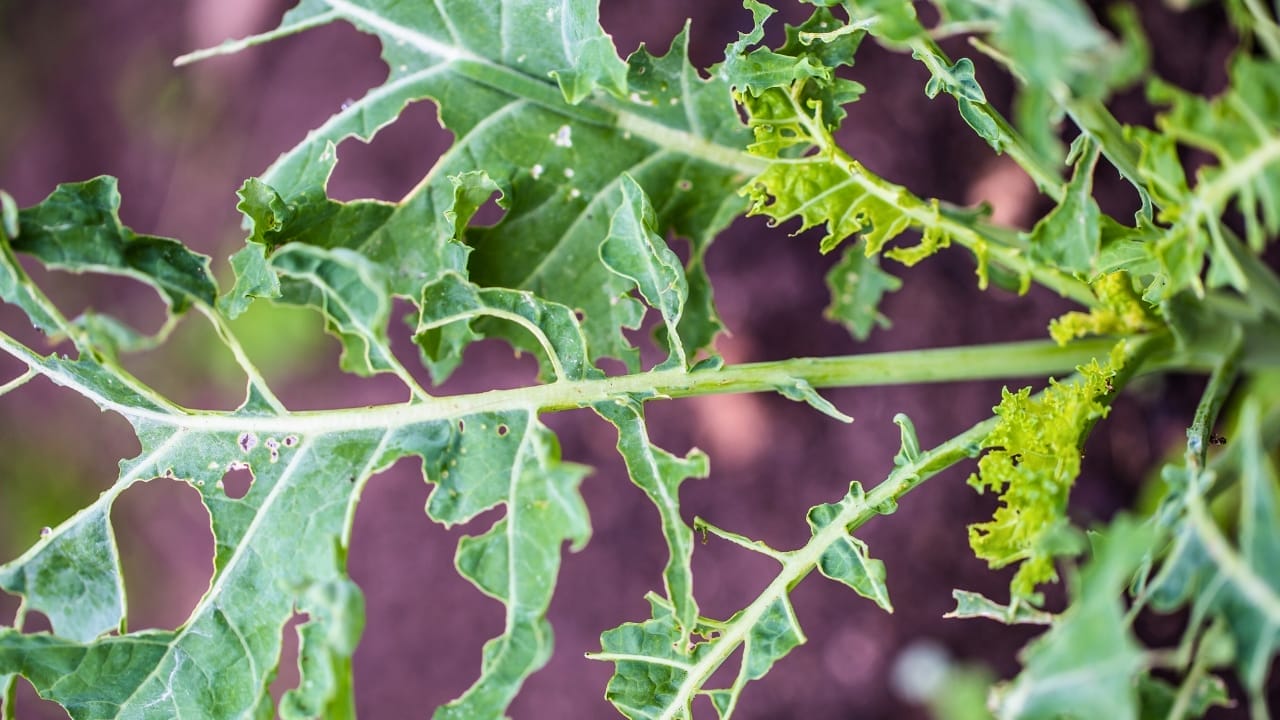 The Secrets of Kale Companion Planting: Boost Your Garden's Health & Harvest 5 The Secrets of Kale Companion Planting: Boost Your Garden's Health & Harvest - kale plants ss543832066