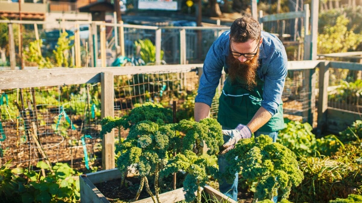 Eat Your Way to Optimal Health with These 17 Superfoods - kale plants ss637062886