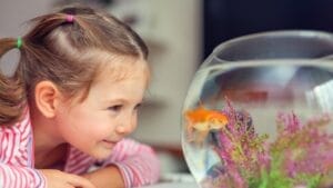 7 Facts About Aquarium Fish Most People Don't Know 1 7 Facts About Aquarium Fish Most People Don't Know - kid staring at fish ss235690555