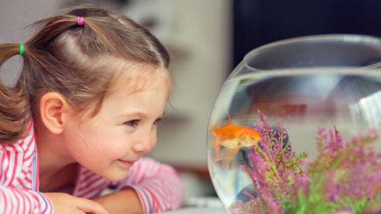 7 Facts About Aquarium Fish Most People Don't Know - kid staring at fish ss235690555