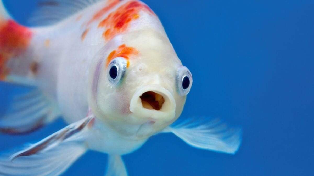 7 Facts About Aquarium Fish Most People Don't Know - koi fish with mouth open ss1332341678