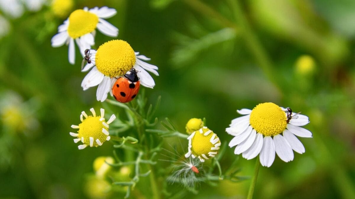 A Look at 10 Folklore-Inspired Gardening Traditions & Their Origins 7 A Look at 10 Folklore-Inspired Gardening Traditions & Their Origins - ladybugs on chamomile ss2322925023