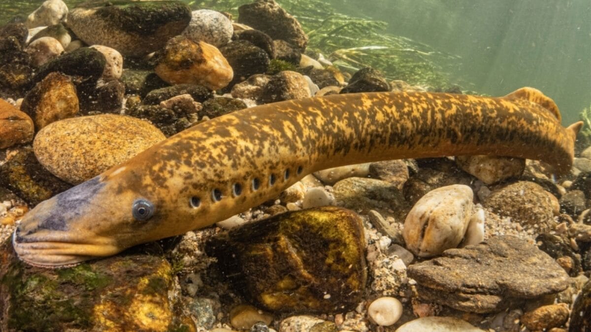 Still Alive: 18 Species That Have Outlasted Mass Extinctions 6 Still Alive: 18 Species That Have Outlasted Mass Extinctions - lamprey ss2123086586