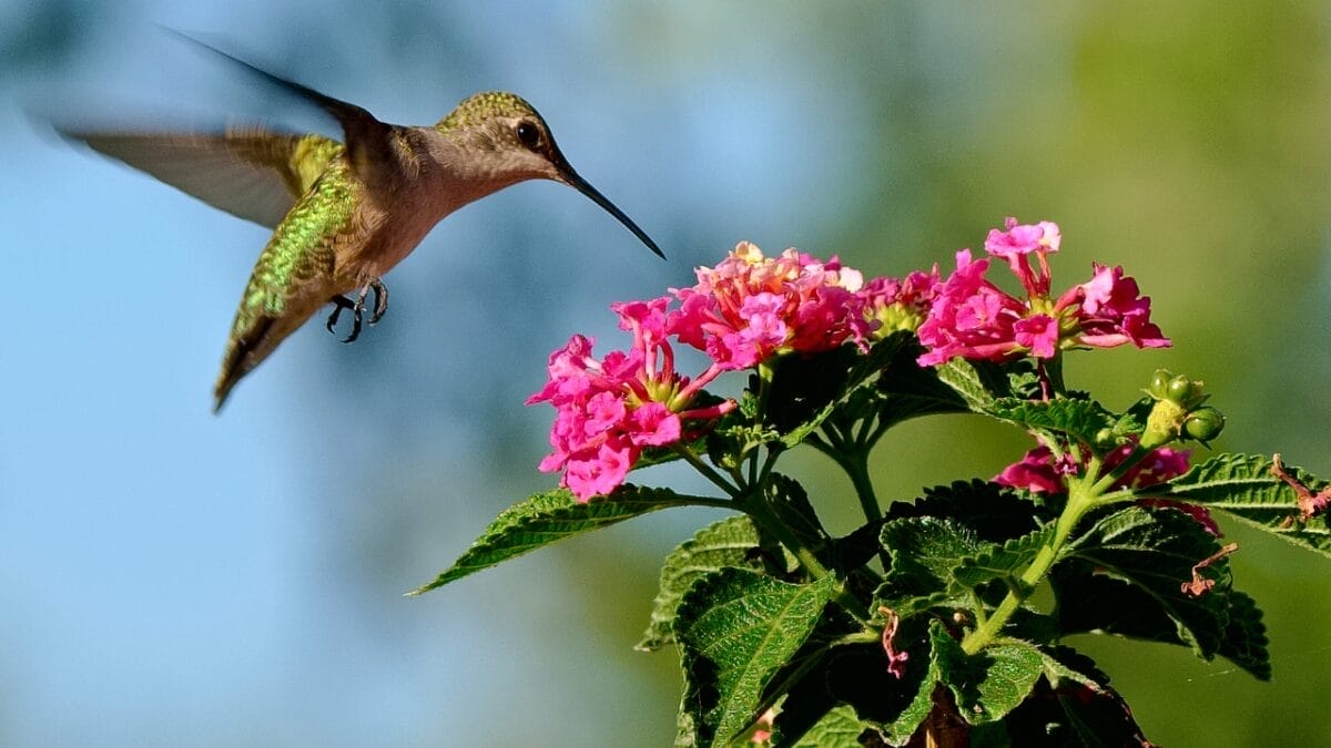 Attract Hummingbirds to Your Hanging Baskets with These 10 Low-Key Flowers - lantana hummingbird ss596932388