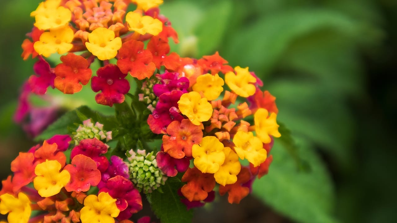 23 Poisonous Plants to Avoid & Their Health Impacts 10 23 Poisonous Plants to Avoid & Their Health Impacts - lantana ss765673501