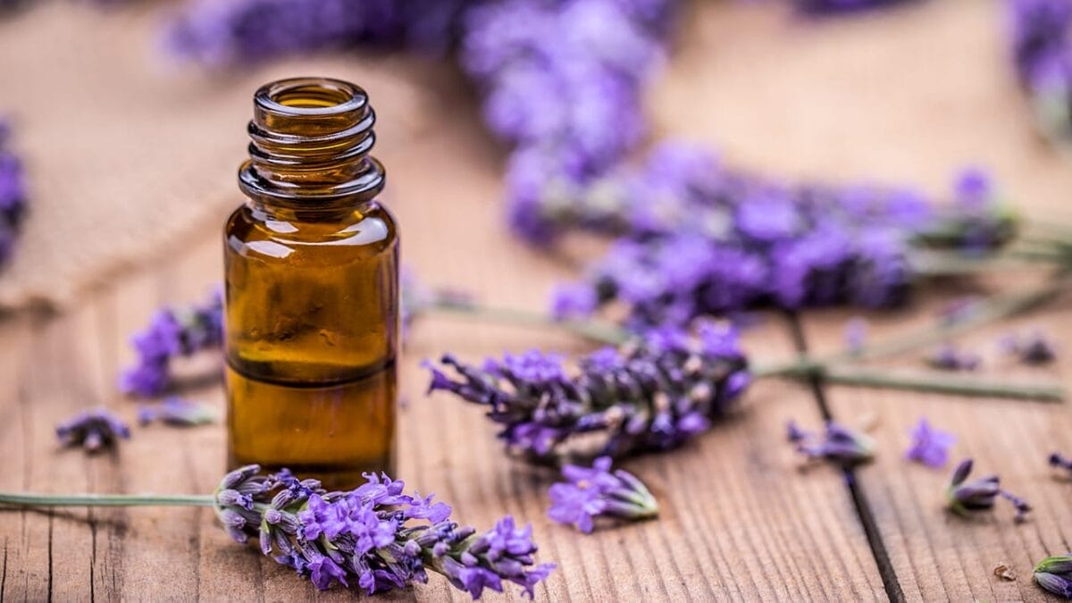 15 Scents Bed Bugs Hate—and How to Use Them - lavender oil ss454094560