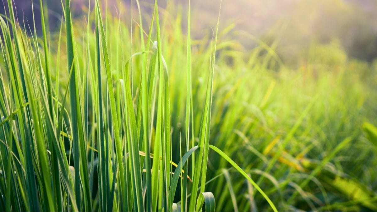 15 Plants Perfect for Starting Your Homegrown Tea Garden - lemongrass ss1919677889