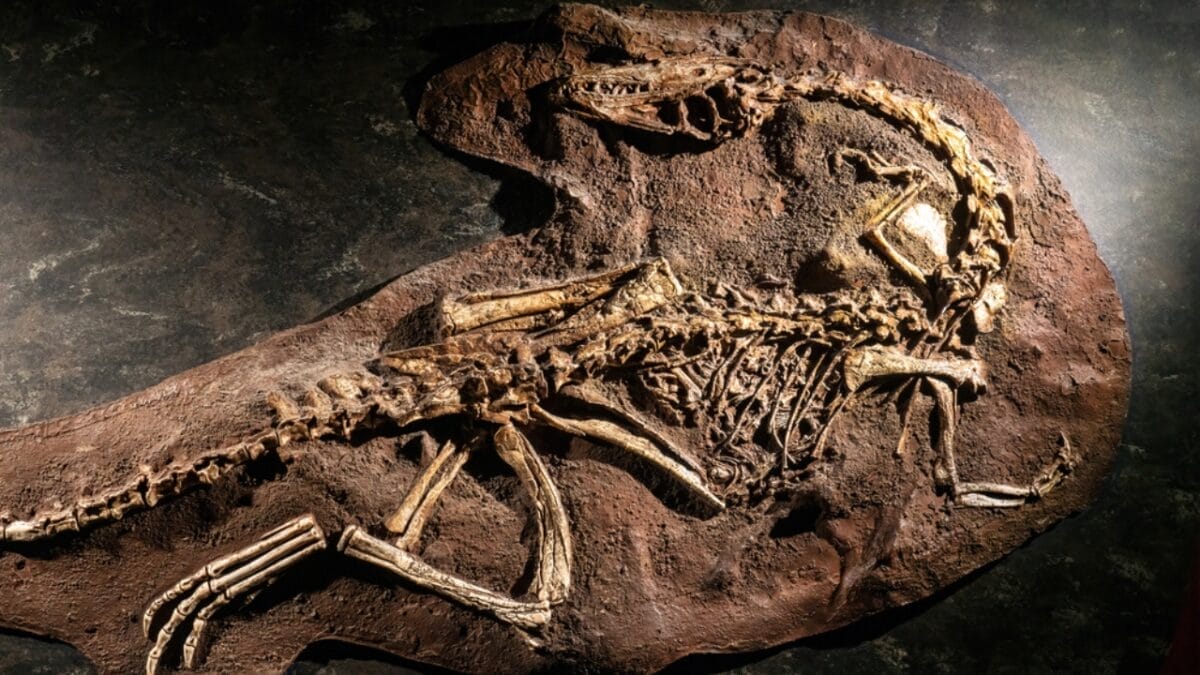 19 Unusual But Fascinating Dinosaur Facts You Probably Never Learned in School 8 19 Unusual But Fascinating Dinosaur Facts You Probably Never Learned in School - lifespan ss1647688672