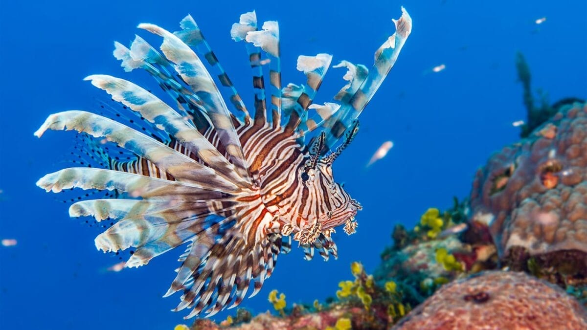 15 of the World's Prettiest Fish Species - lionfish ss1257346276