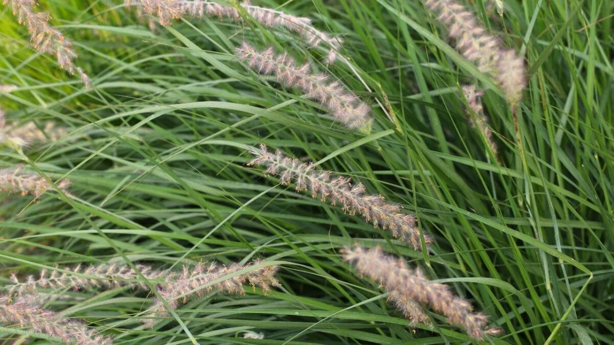 Say Goodbye to Weeds with These 15 Ornamental Grasses 6 Say Goodbye to Weeds with These 15 Ornamental Grasses - little bluestem ss2029605440