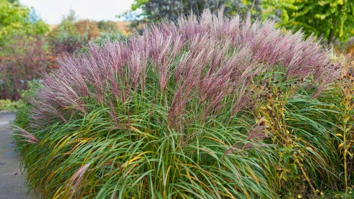 Say Goodbye to Weeds with These 15 Ornamental Grasses 2 Say Goodbye to Weeds with These 15 Ornamental Grasses - maiden grass ss719216026