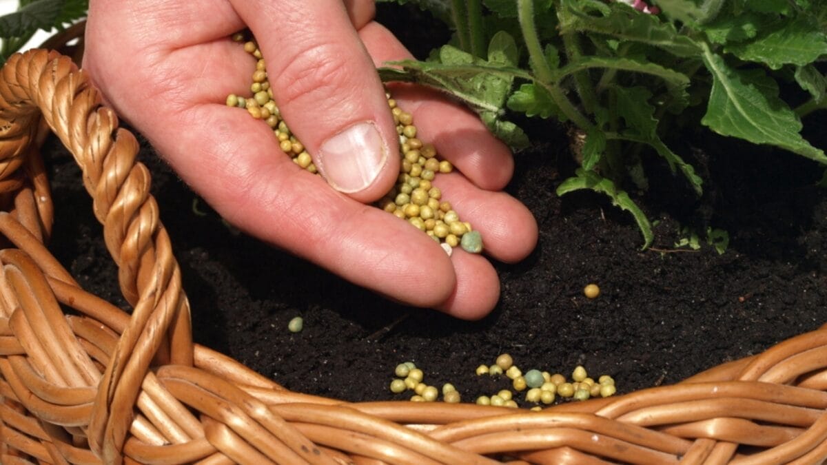 10 Tips for Beginners: Container Gardening - man putting a fertilizer in soil ss103255967