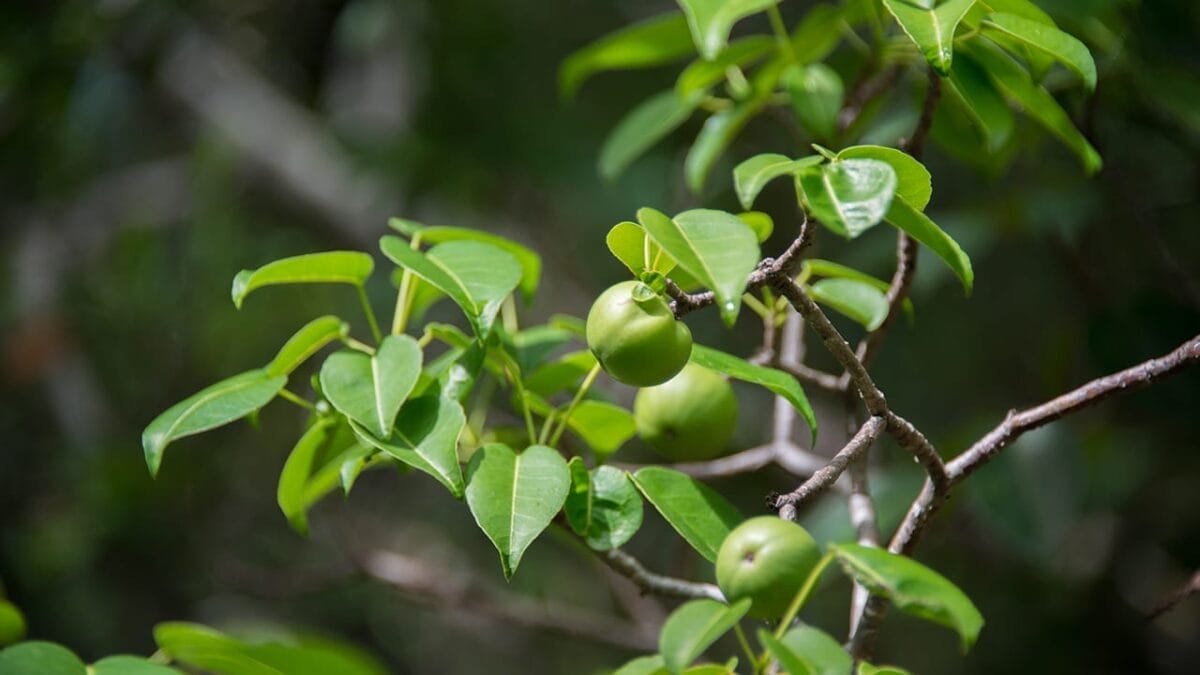 The Little Apple of Death: Meet the World's Most Deadliest Tree 5 The Little Apple of Death: Meet the World's Most Deadliest Tree - manchineel ss681770539