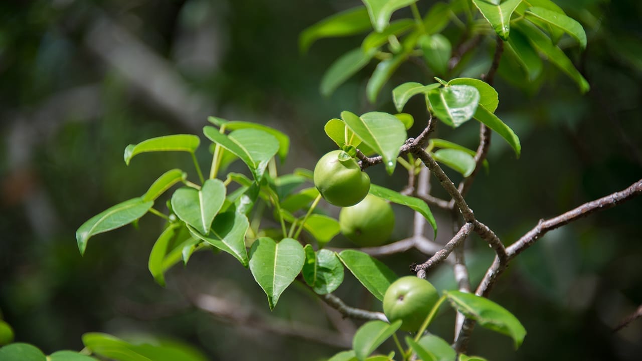 23 Poisonous Plants to Avoid & Their Health Impacts 19 23 Poisonous Plants to Avoid & Their Health Impacts - manchineel ss681770539