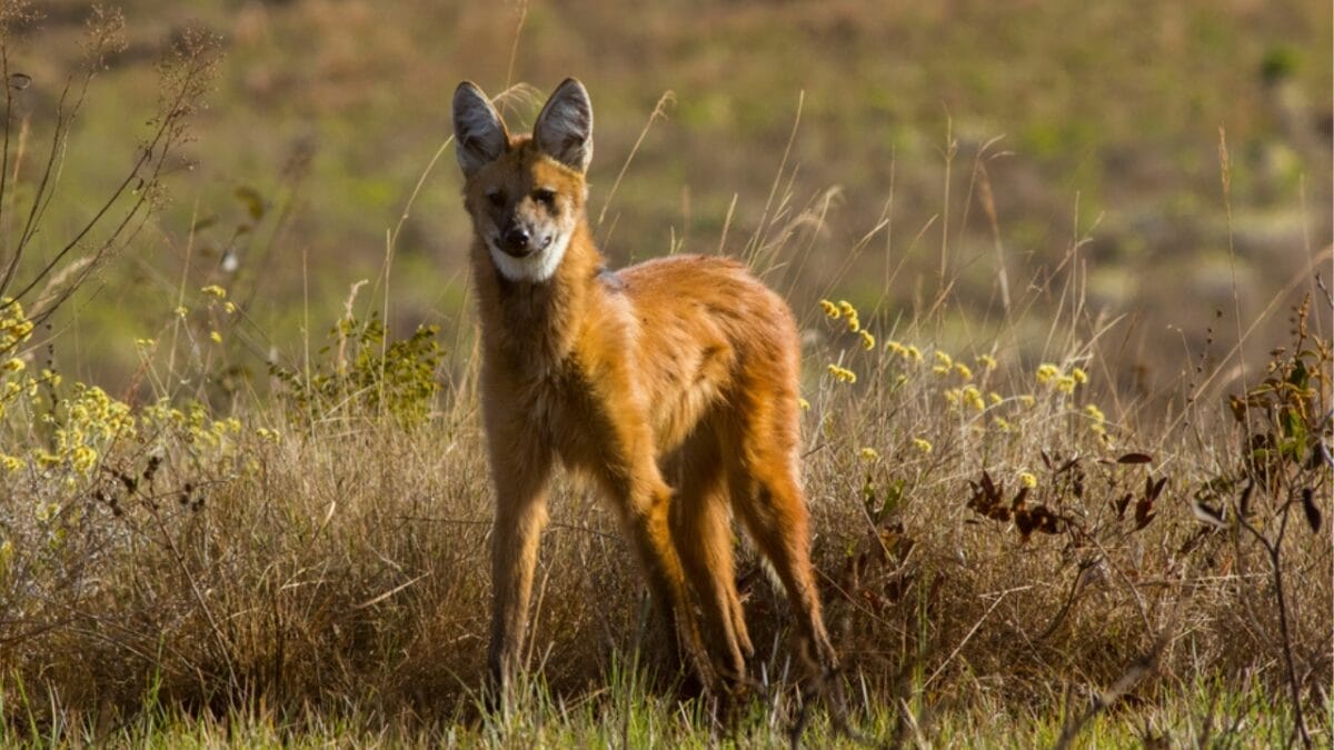 19 of the World's Weirdest Animals 20 19 of the World's Weirdest Animals - maned wolf ss1660516966