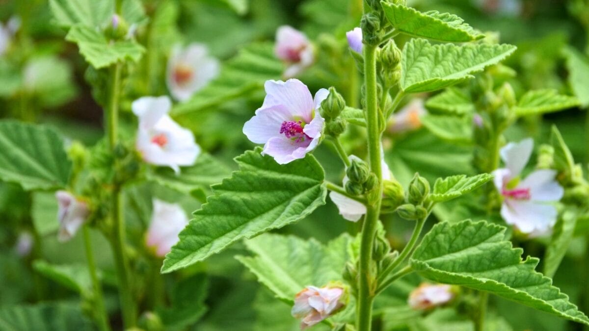 Boost Lung Health with These 12 Healing Plants & Herbs 7 Boost Lung Health with These 12 Healing Plants & Herbs - marshmallow herb dp54970535