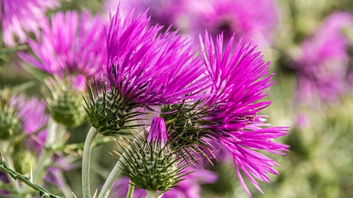 15 Plants to Turn Your Garden into a Hummingbird Haven - milk thistle dp85377116