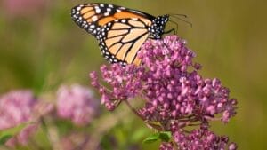 5 Milkweed Growing Problems That Could Be Deterring Butterflies 1 5 Milkweed Growing Problems That Could Be Deterring Butterflies - milkweed butterfly ss301265720