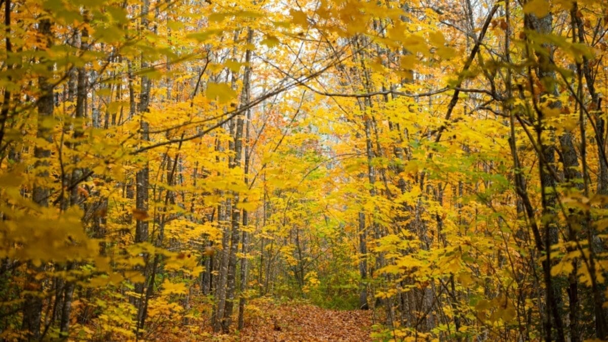 20 Top Locations to Spot Foxes Across the USA 5 20 Top Locations to Spot Foxes Across the USA - minnesota ss2394118413