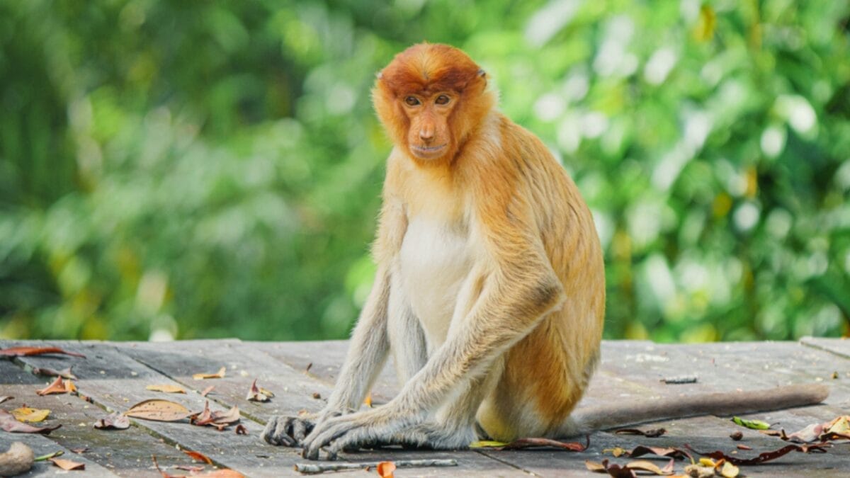 19 of the World's Weirdest Animals 9 19 of the World's Weirdest Animals - monkey ss1655525794