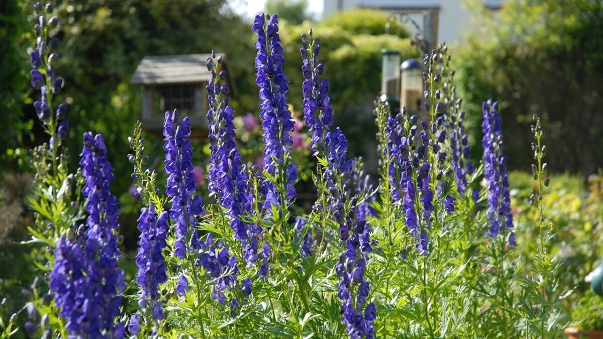 Don’t Risk It: 16 Perennials You Should Never Divide 12 Don’t Risk It: 16 Perennials You Should Never Divide - monkshood ss1585928404