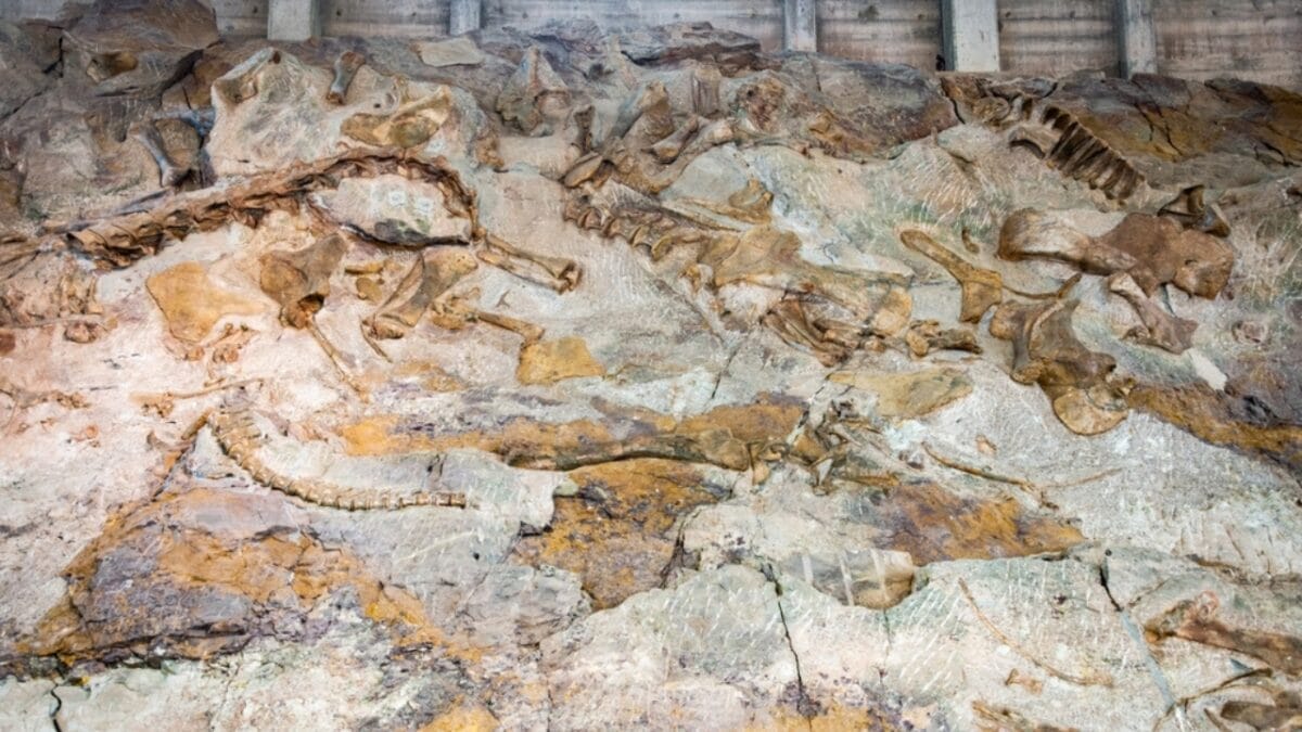 19 Unusual But Fascinating Dinosaur Facts You Probably Never Learned in School 11 19 Unusual But Fascinating Dinosaur Facts You Probably Never Learned in School - monumental ss2290580161