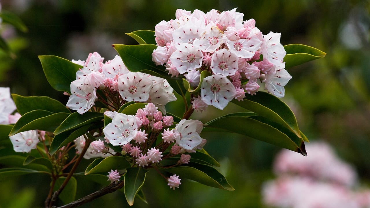 23 Poisonous Plants to Avoid & Their Health Impacts 20 23 Poisonous Plants to Avoid & Their Health Impacts - mountain laurel ss1855485337
