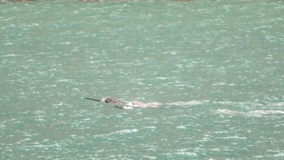 19 of the World's Weirdest Animals 4 19 of the World's Weirdest Animals - narwhal ss2200222207