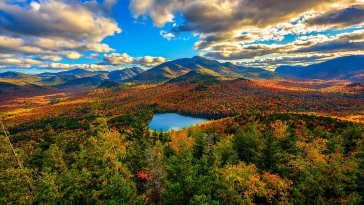 20 Top Locations to Spot Foxes Across the USA 12 20 Top Locations to Spot Foxes Across the USA - newyork ss2314194221