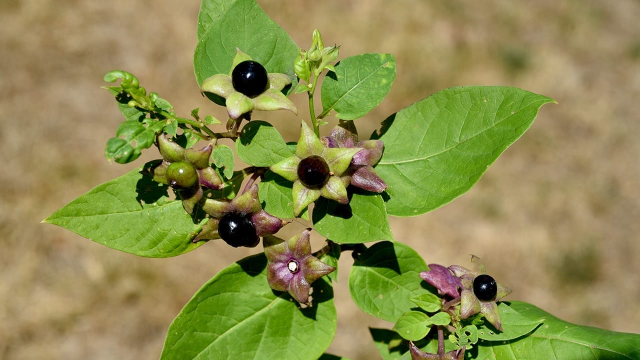 23 Poisonous Plants to Avoid & Their Health Impacts 4 23 Poisonous Plants to Avoid & Their Health Impacts - nightshade ss2187310951