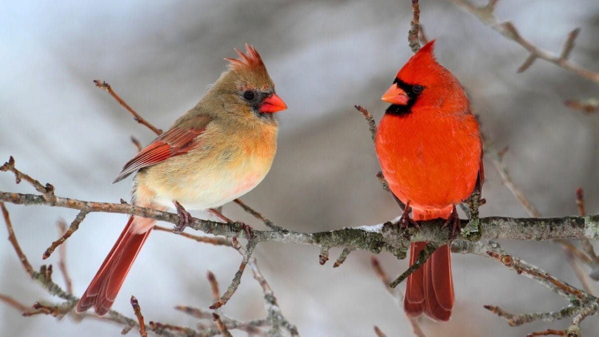 10 Common Birds You See in Your Yard & What They Symbolize - northern cardinal dp7928623