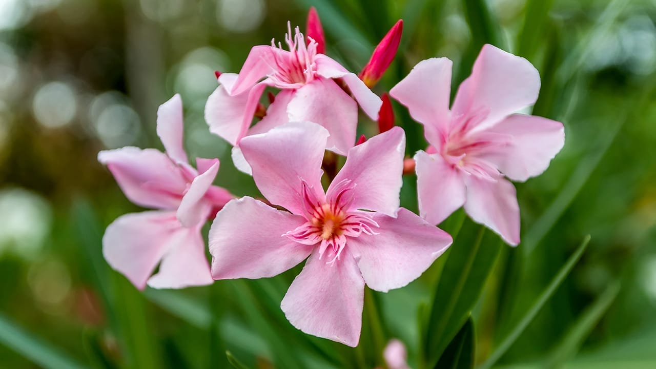 23 Poisonous Plants to Avoid & Their Health Impacts 2 23 Poisonous Plants to Avoid & Their Health Impacts - oleander ss2064930401