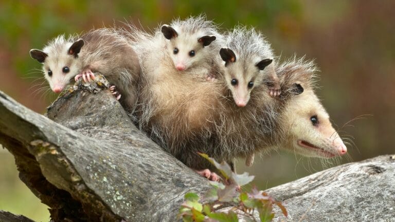 Opossums May Not Be the Tick Eaters We Thought, Study Suggests 9 Opossums May Not Be the Tick Eaters We Thought, Study Suggests - opossum ss1247781982