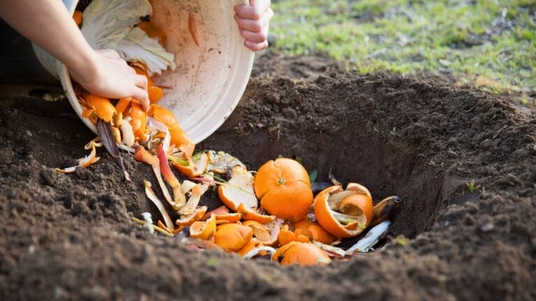 20 Uses for Orange Peels in the Garden: Why Gardeners Swear By Them 1 20 Uses for Orange Peels in the Garden: Why Gardeners Swear By Them - orange peels ss1666662448