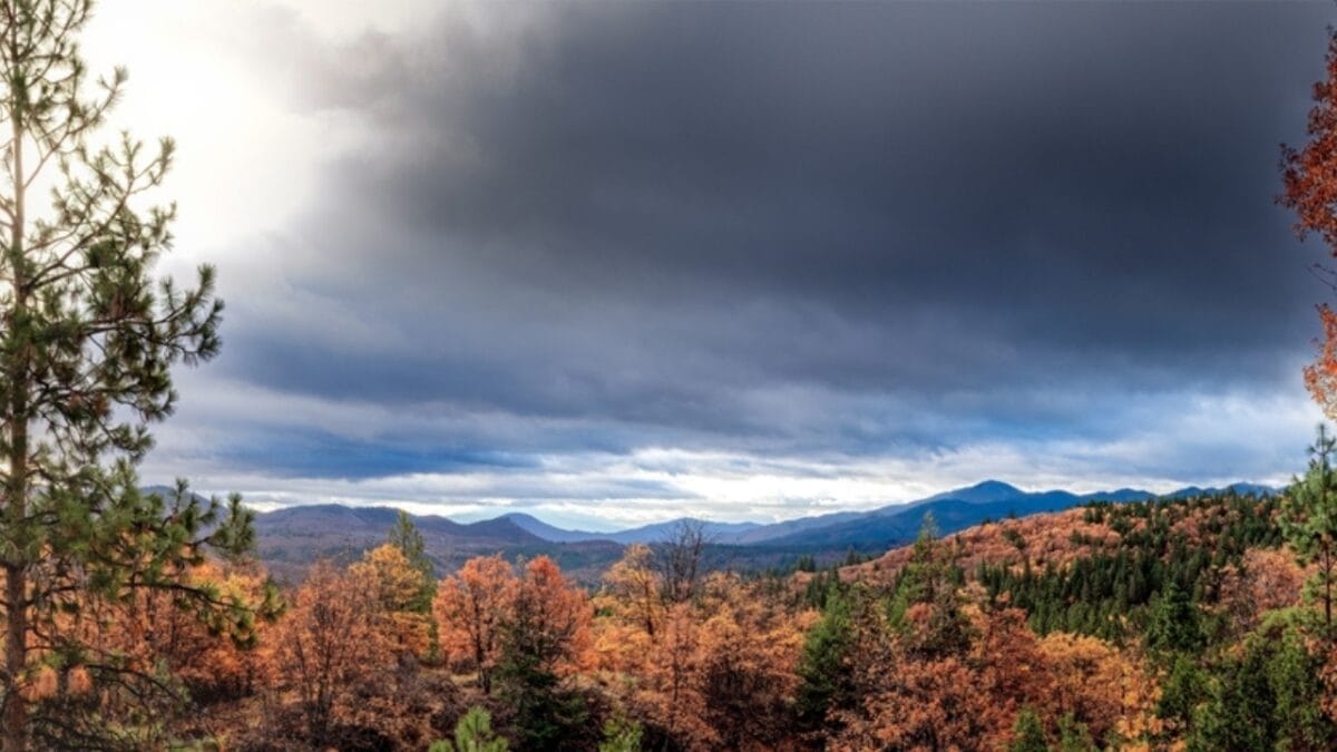 14 States Where Mountain Lions Prowl 10 14 States Where Mountain Lions Prowl - oregon ss2266228217