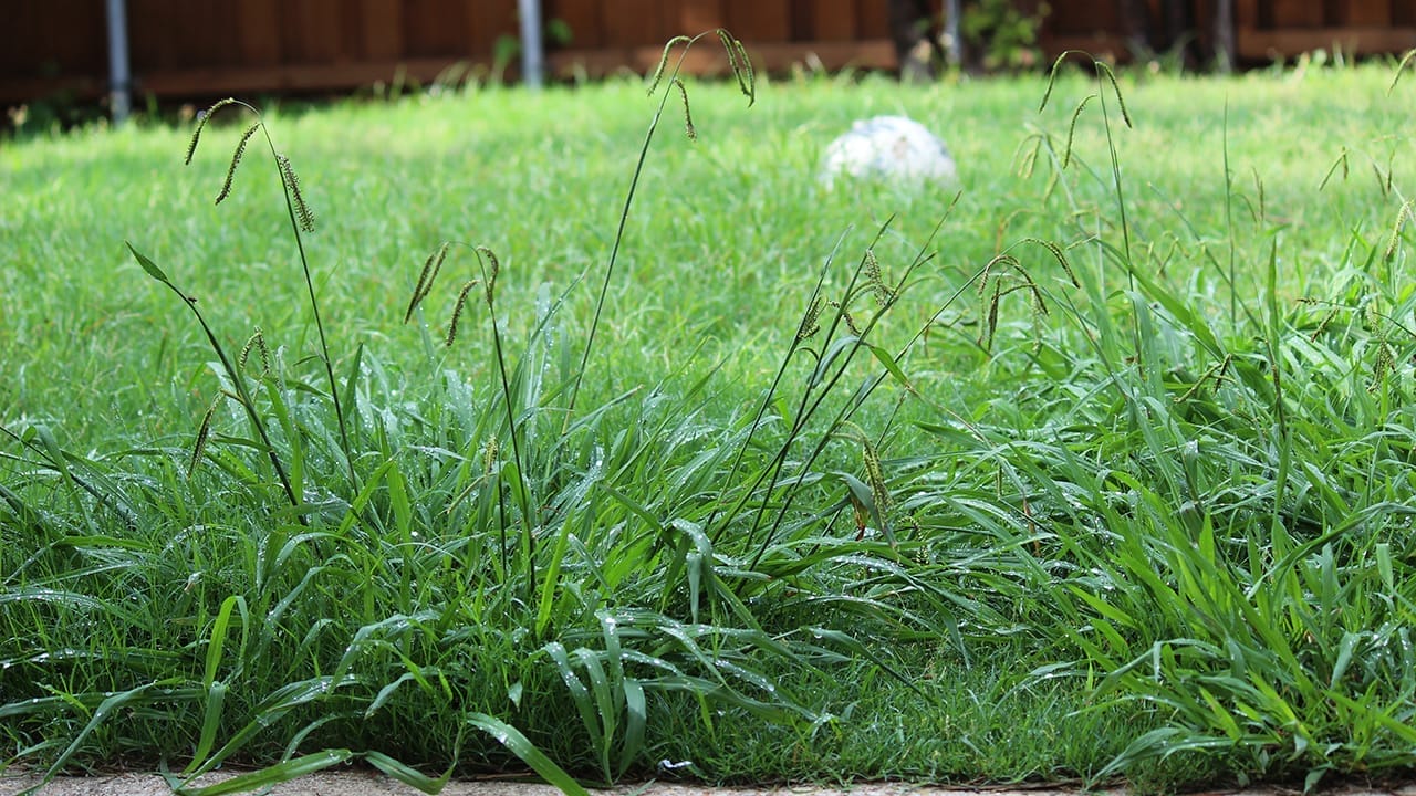 7-Simple Steps to Cultivating a Corsican Mint Lawn 6 7-Simple Steps to Cultivating a Corsican Mint Lawn - overgrown weeds ss1981542752