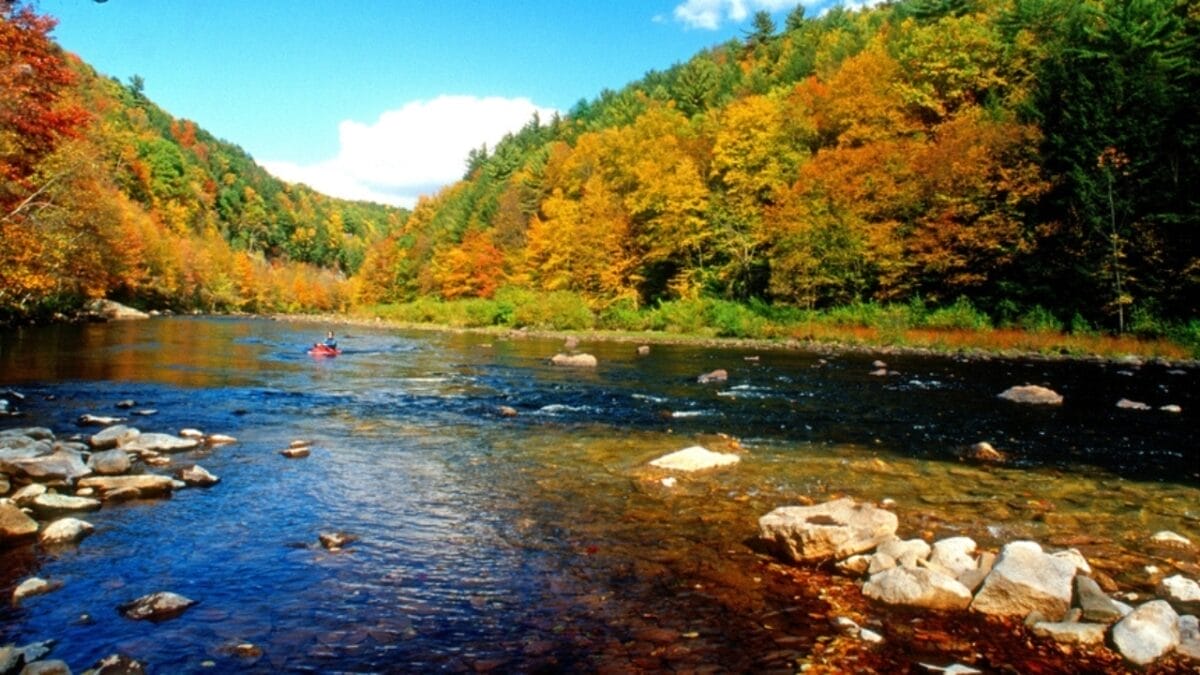 20 Top Locations to Spot Foxes Across the USA 13 20 Top Locations to Spot Foxes Across the USA - pennsylvania ss2445392397